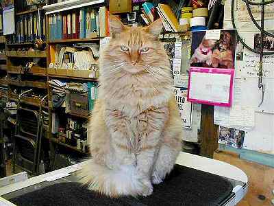 Red, the Shop Cat